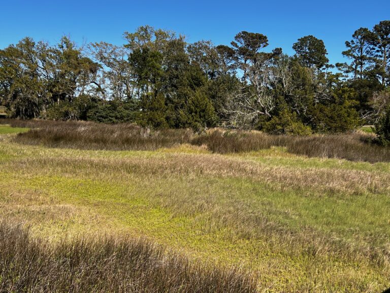 IMG 8940 Marsh Grasses 768x576