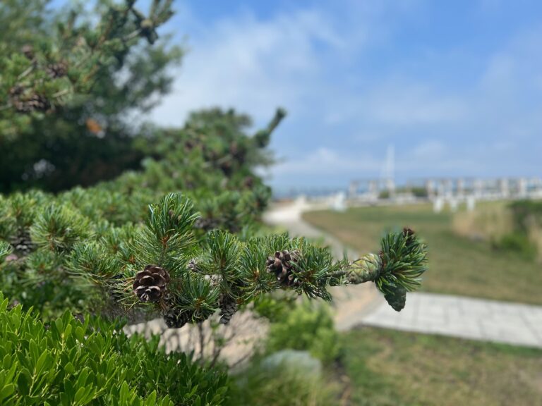 Pine Cone vista IMG 4771 768x576