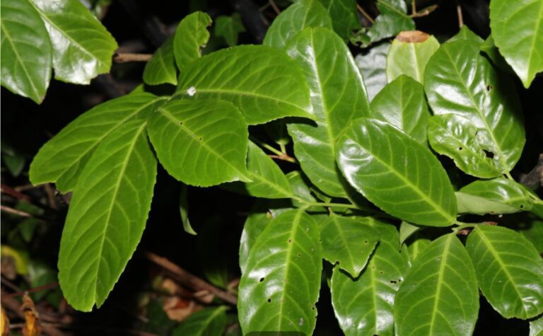 Cherry Laurel 1 768x475