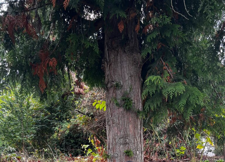 Gerald Western Redcedar Nathan 768x553