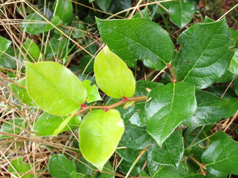 Salal (Gaultheria shallon)