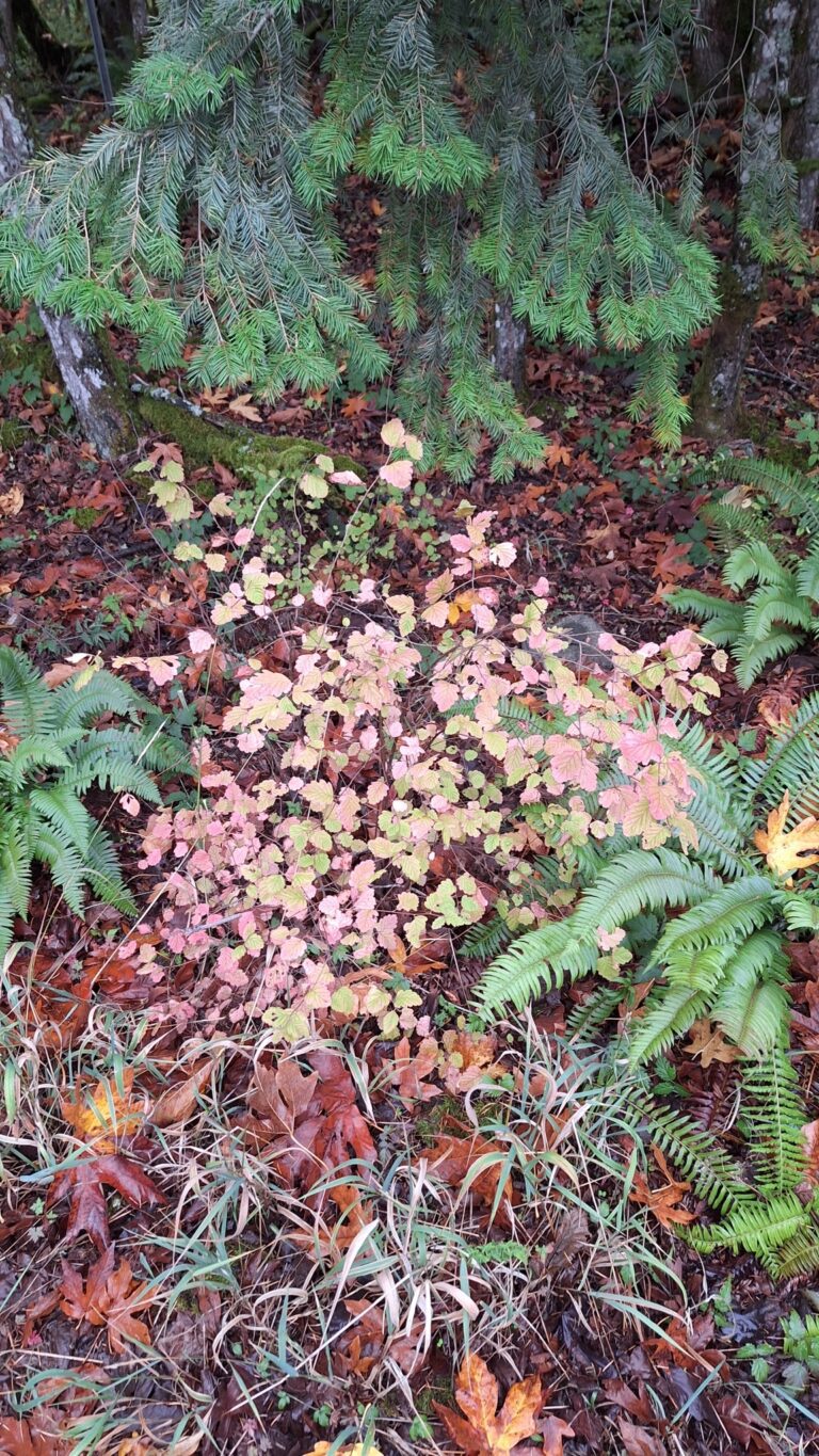 holodiscus discolor 248881340 768x1365