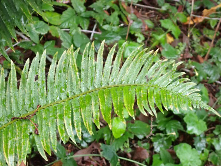 Western Sword Fern