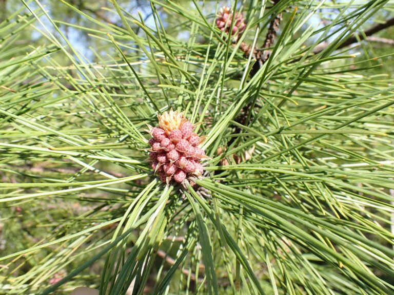 Red Pine, Pinus resinosa