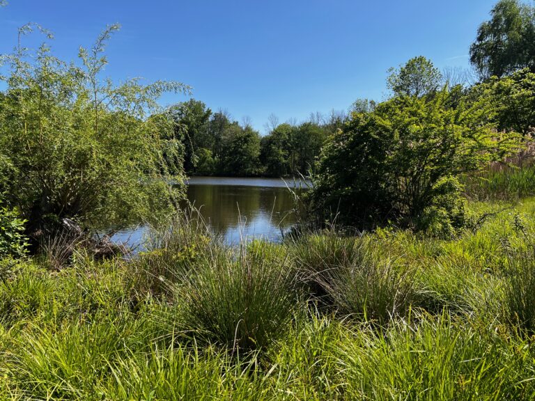 002 IMG 0206 Lake shrubs 768x576