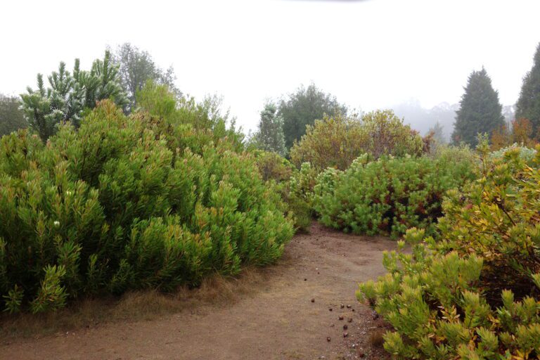 UC Santa Cruz Arboretum DSC07541 768x512