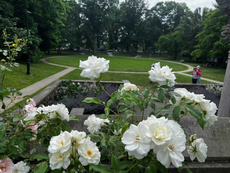 IMG 3540 white roses 768x576