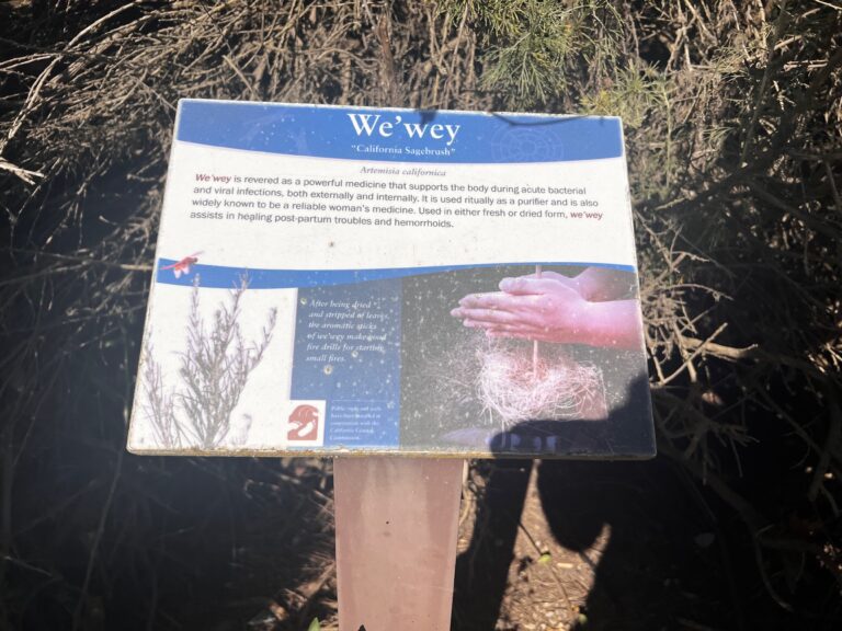 Artemisia californica IMG 5865 2 768x576
