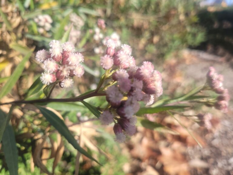 Baccharis salicifolia inat 254997237 768x576