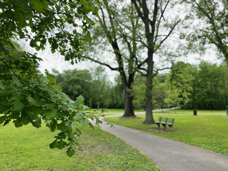 IMG 0166 768x576