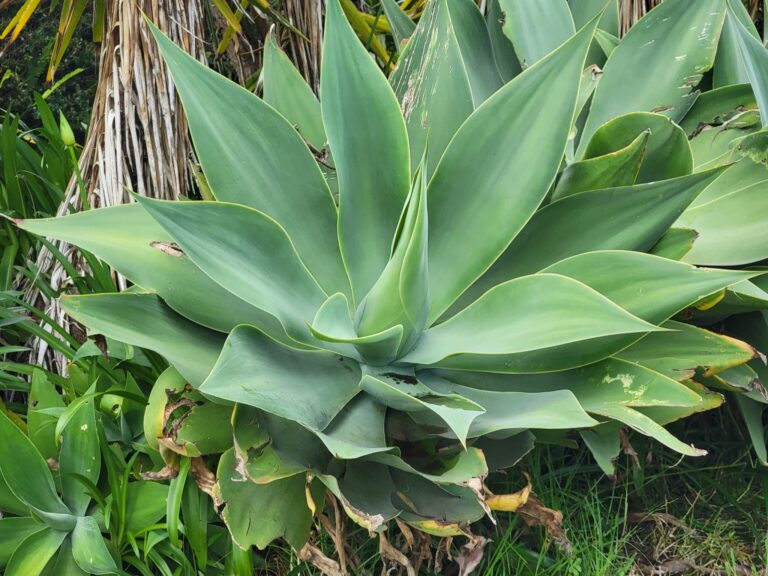 agave attenuata inat 243802249 768x576