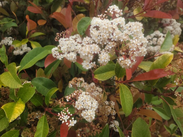 toyon inat 281850938 768x576