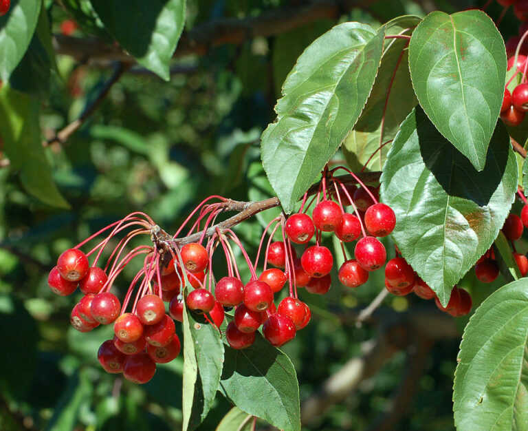 1024px Ripe crab apple fruit 768x626