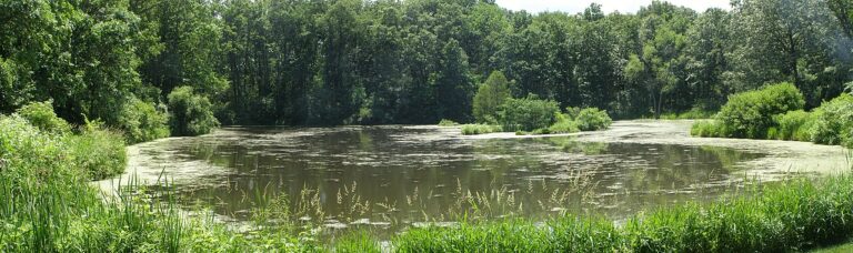 1280px Heron Pond canon 1 768x228