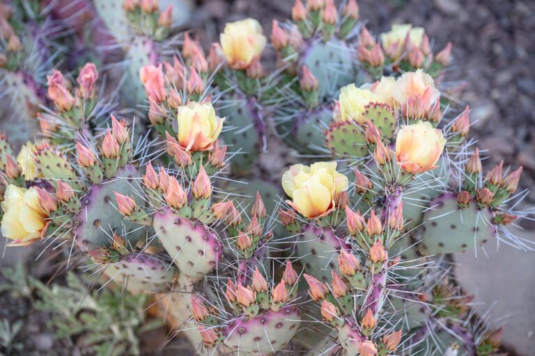 2048px 23 04 05 DesertBotanicalGarden 5104 768x512