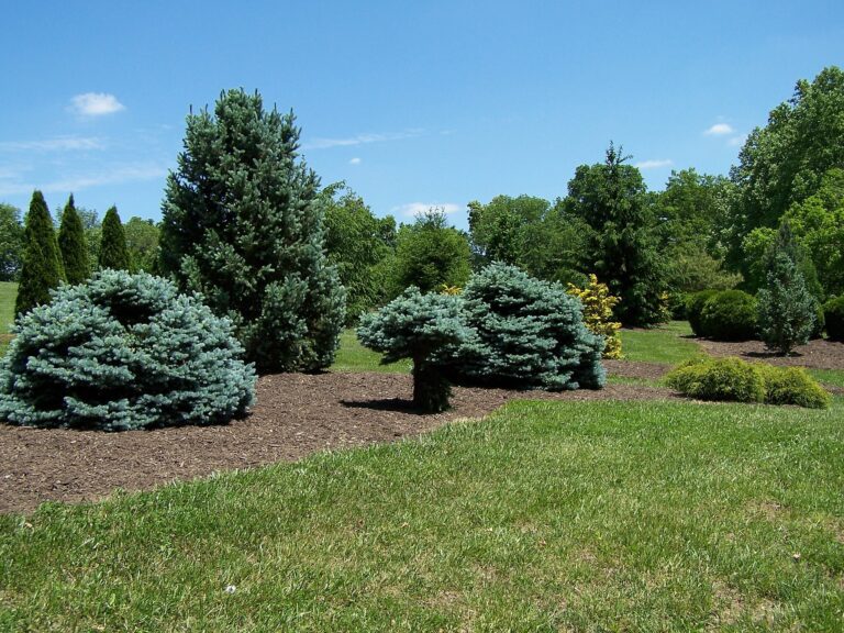 2048px Conifers at Boone County Arboretum 768x576