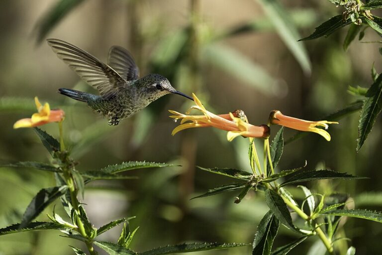 2 Hummingbird at Arizona Sonora Desert Museum in Tucson Minnesota 1 768x512