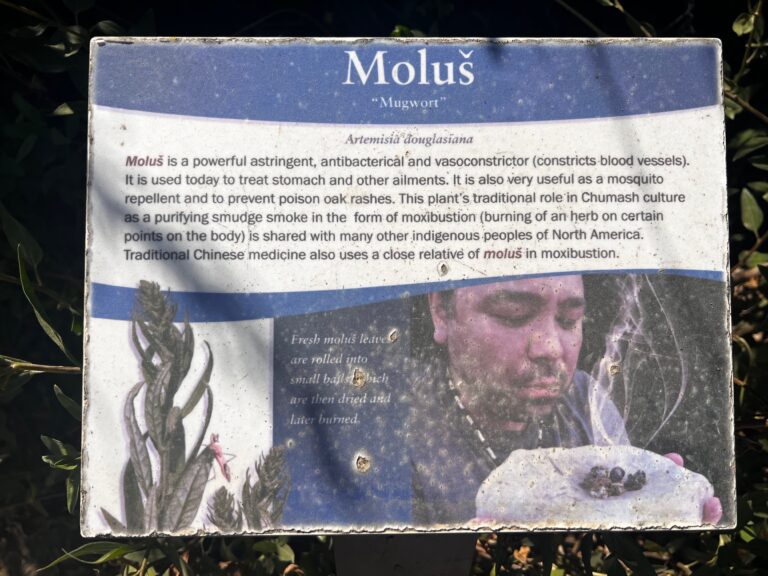 Artemisa douglasiana Trail Sign IMG 5870 2 768x576