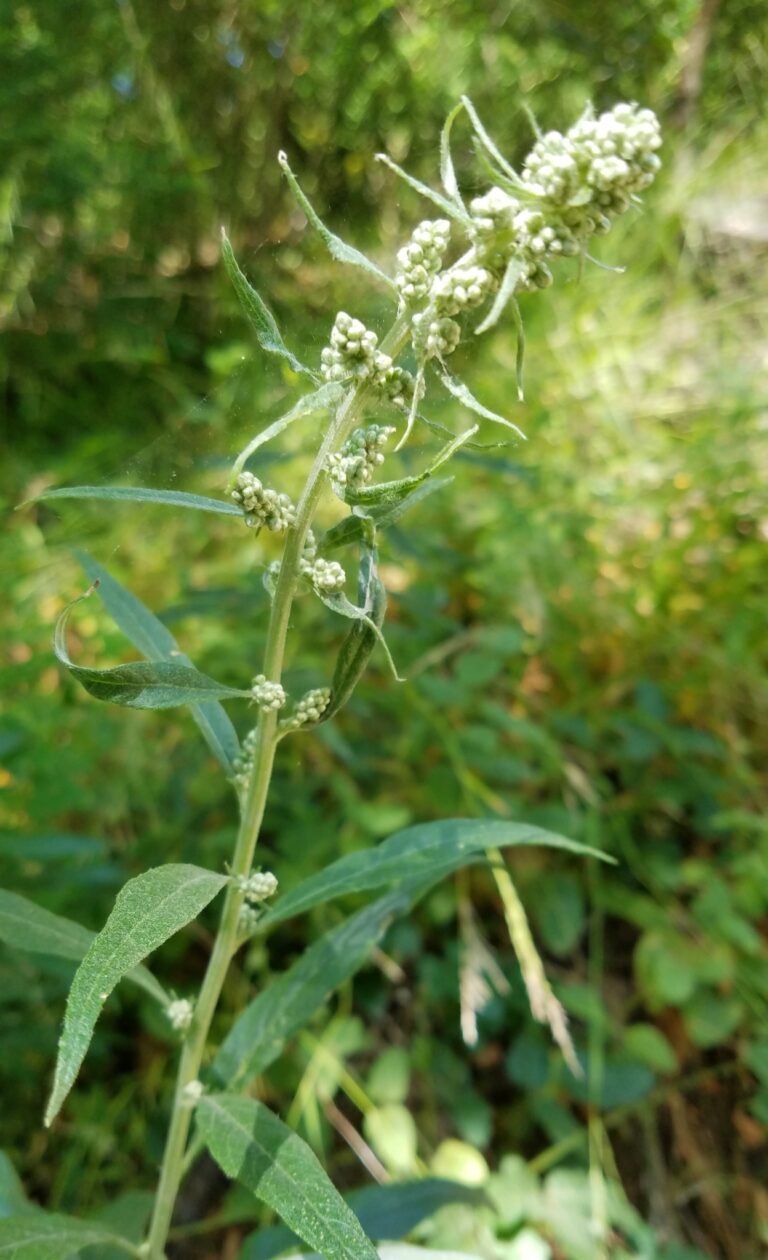 Artemisia douglasiana inat 170897286 768x1260