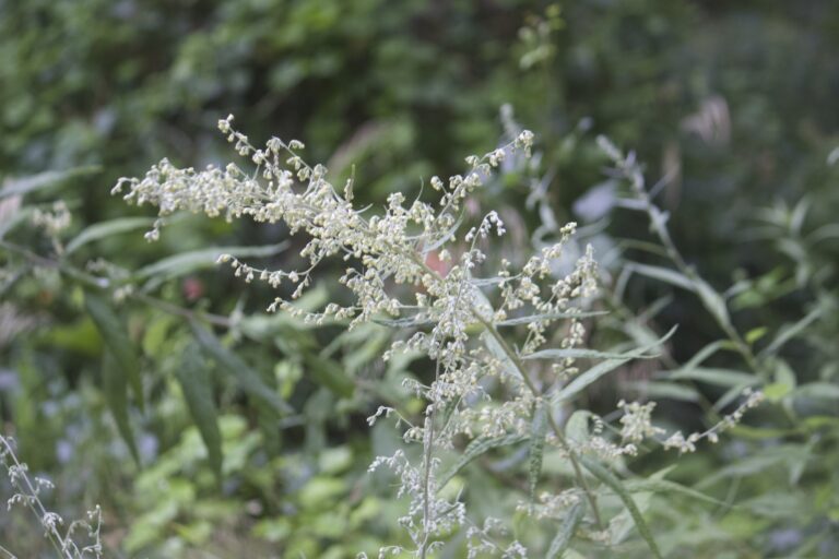 Artemisia douglasiana inat 177931772 768x512