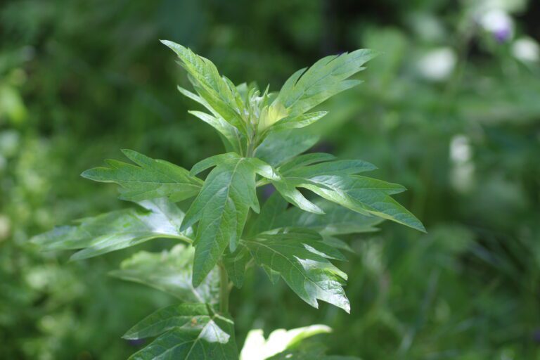 Artemisia douglasiana inat 277195344 768x512