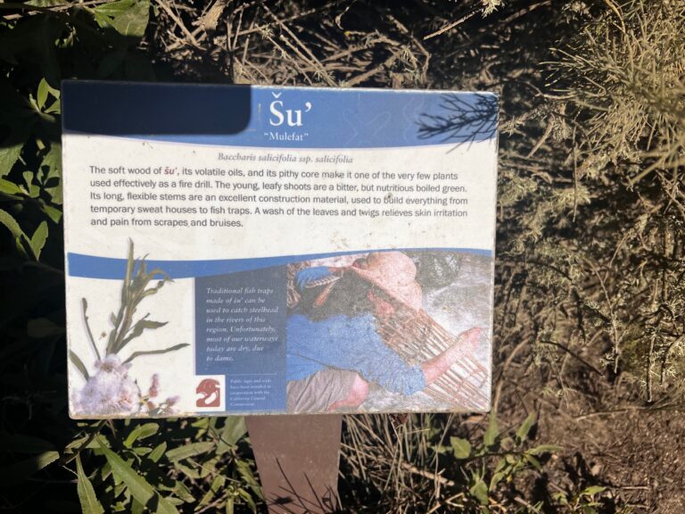 Baccharis salicifolia salic Trail Sign IMG 5869 2 768x576