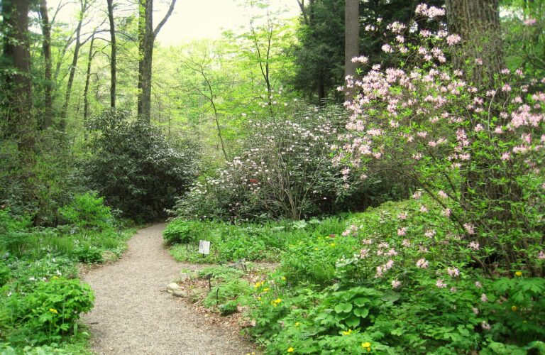 Garden in the Woods   IMG 2462 768x500