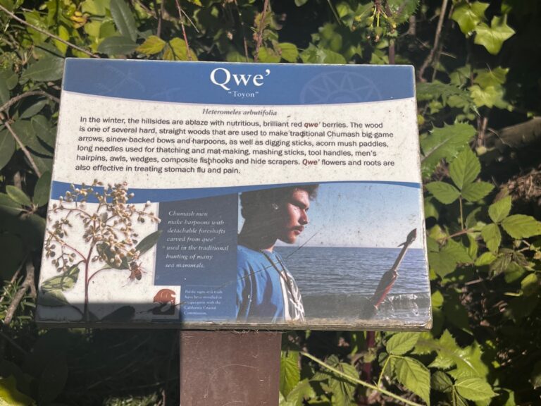 Heteromeles arbutifolia Trail Sign IMG 5862 2 768x576
