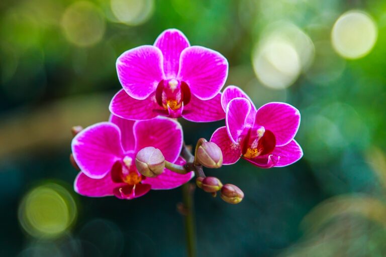 Miami Fairchild Tropical Botanic Garden 12260163874 768x512