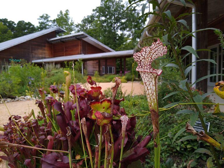 North Carolina Botanical Garden 768x576