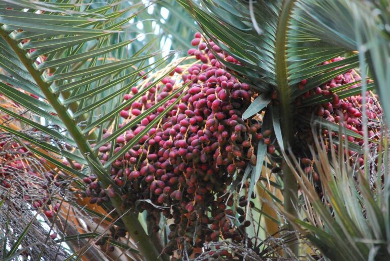 Phoenix canariensis inat 108096174 A 768x514
