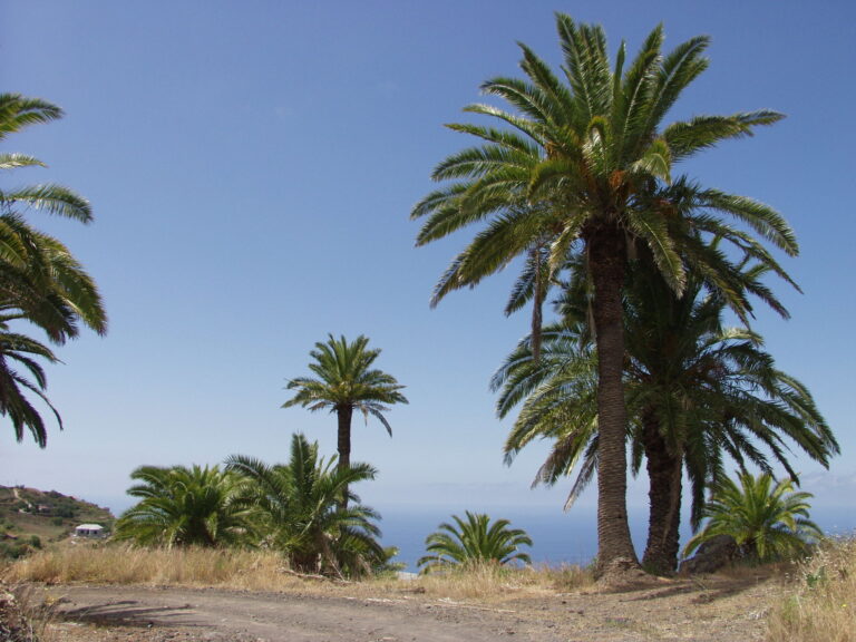 Phoenix canariensis inat 38183118 768x576