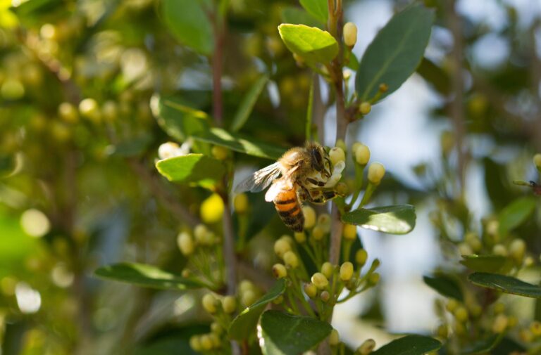 Sunlight on the back of a bee Apis mellifera 26201108485 768x505