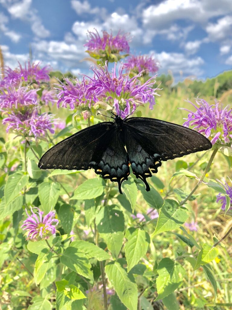 minn landscape arboretum 768x1024