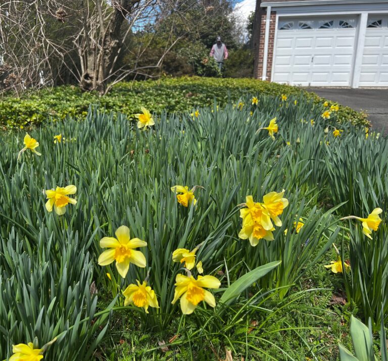 IMG 2394 Driveway Daffs 768x715