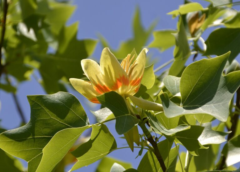 Tulip tree in summer