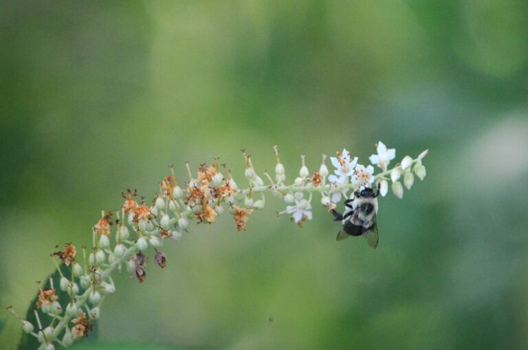 A bumblebee visits