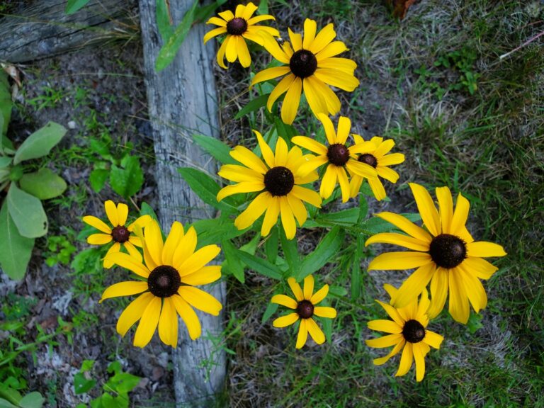 Cheerful cluster
