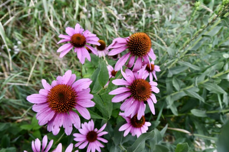 Clump in bloom