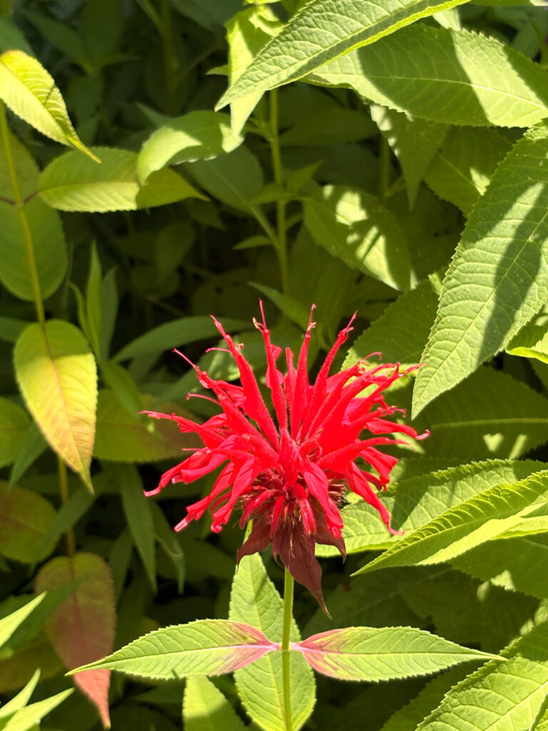 Fireworks bloom