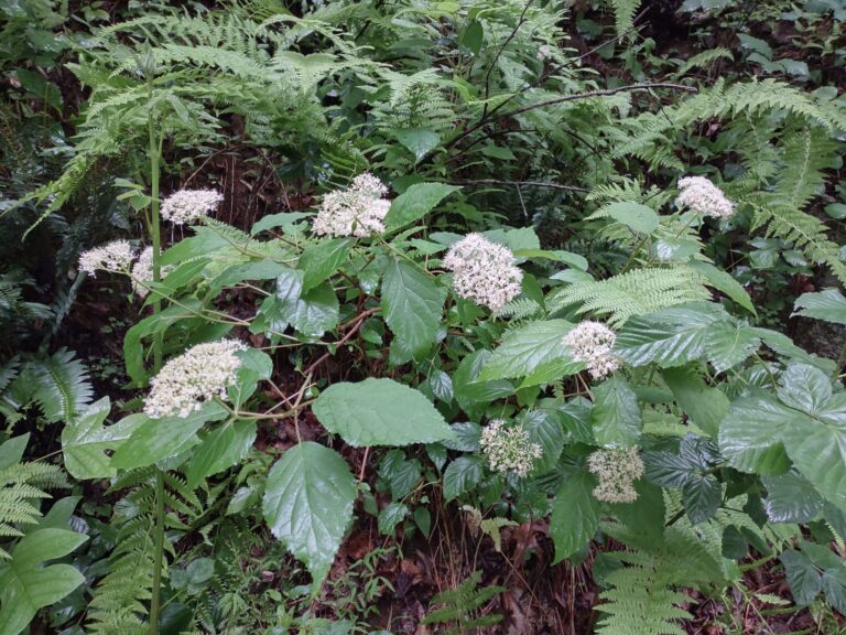 Flower clusters among ferns
