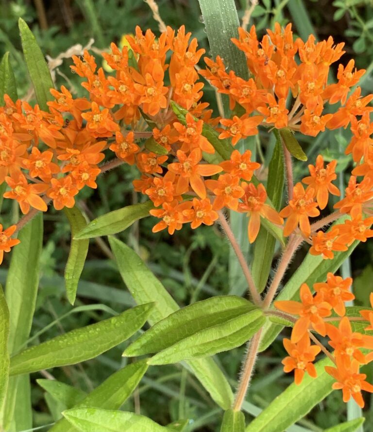 Flowers and leaves