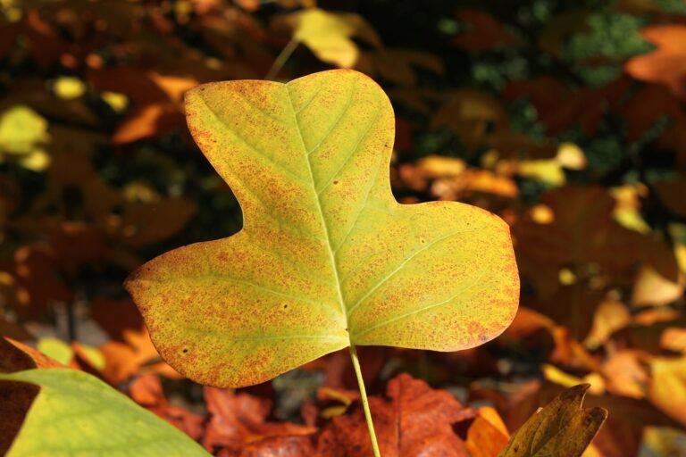 Leaf