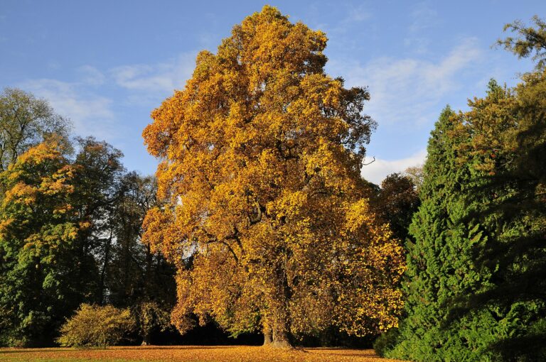 Mature tree in fall