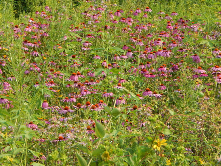Prairie planting