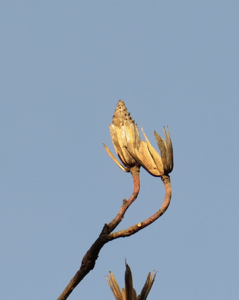 Seed head in winter