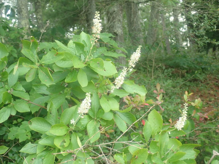 Flowering branches