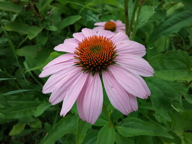 Single bloom