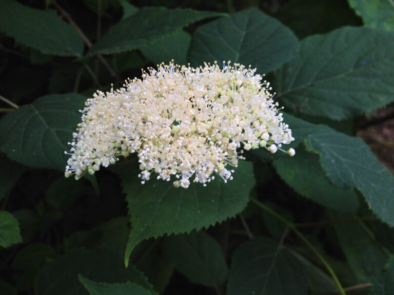Flowers and leaves