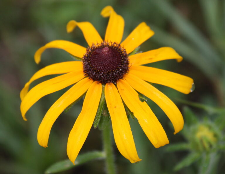 Flower close-up